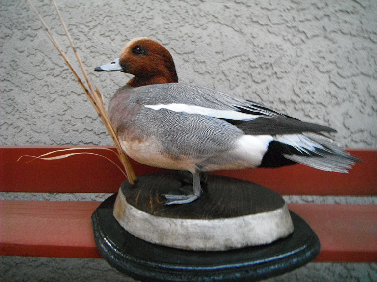 Eurasian Wigeon