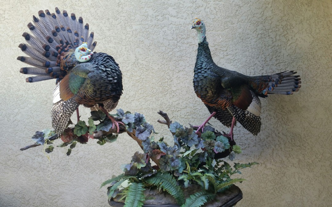 Ocelated Turkeys