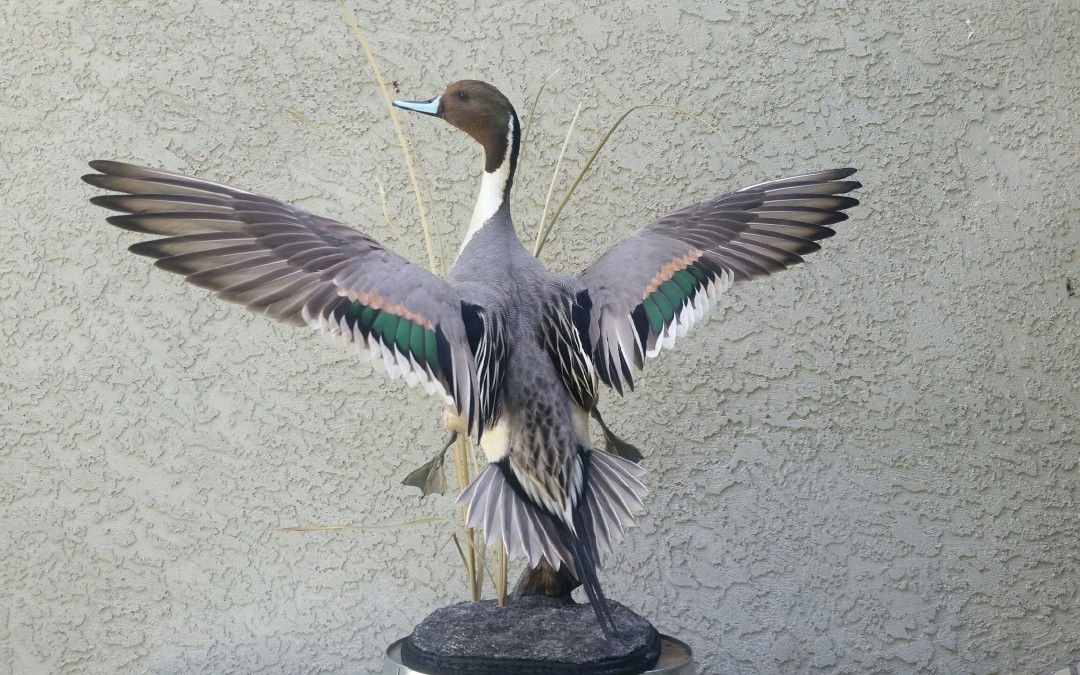 Pintail