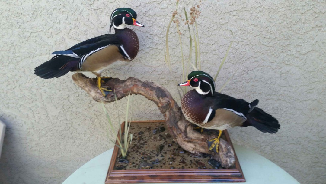 Wood Ducks