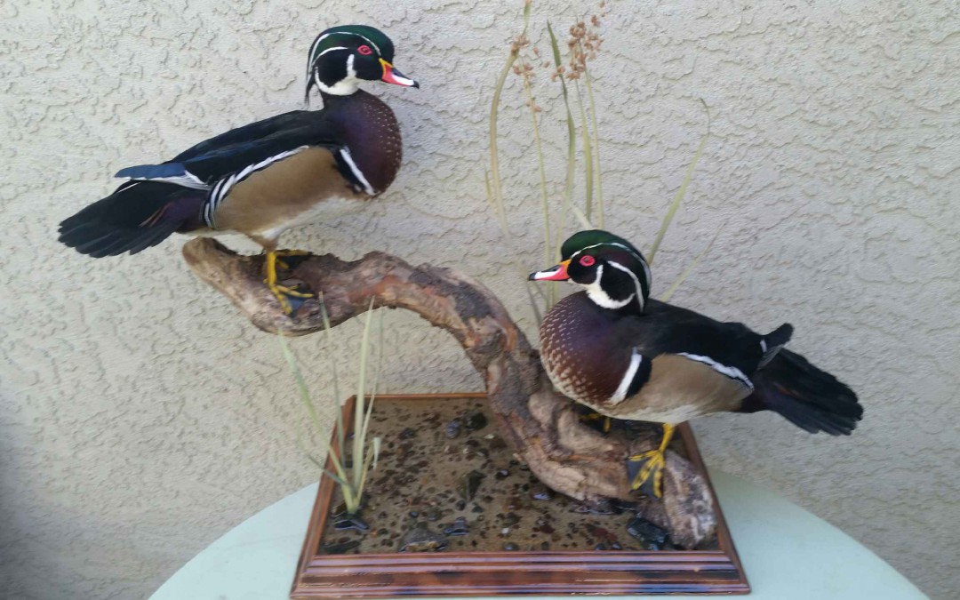 Wood Ducks