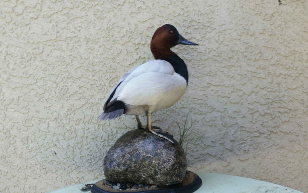 Canvasback