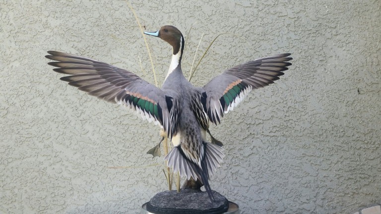 Pintail